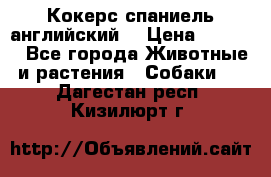 Кокерс спаниель английский  › Цена ­ 4 500 - Все города Животные и растения » Собаки   . Дагестан респ.,Кизилюрт г.